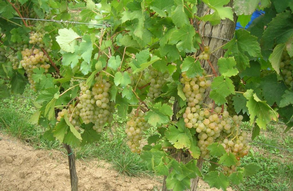Weinbauernhof Vier Jahreszeiten Staatz